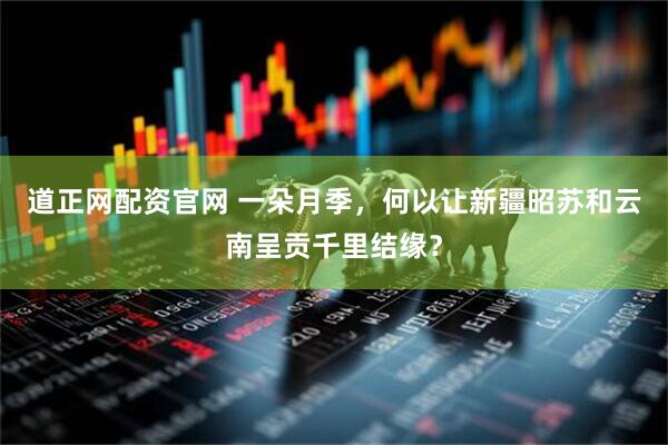 道正网配资官网 一朵月季，何以让新疆昭苏和云南呈贡千里结缘？